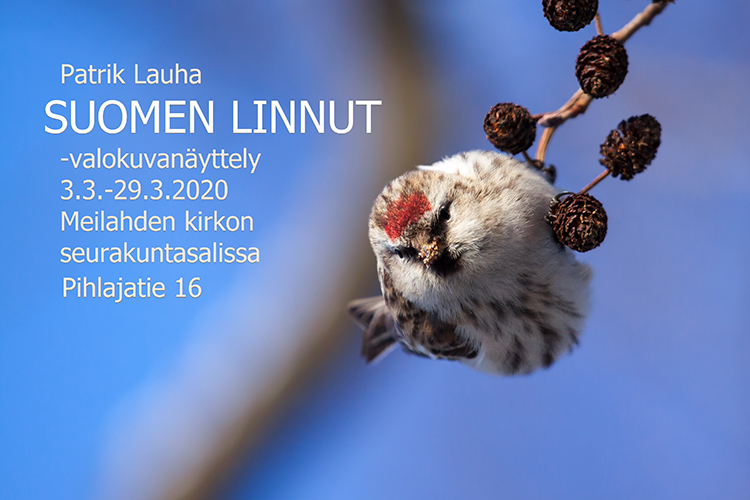 Patrik Lauha: Suomen Linnut -valokuvanäyttely 3.3.–29.3.2020 Meilahden kirkon seurakuntasalissa, Pihlajatie...